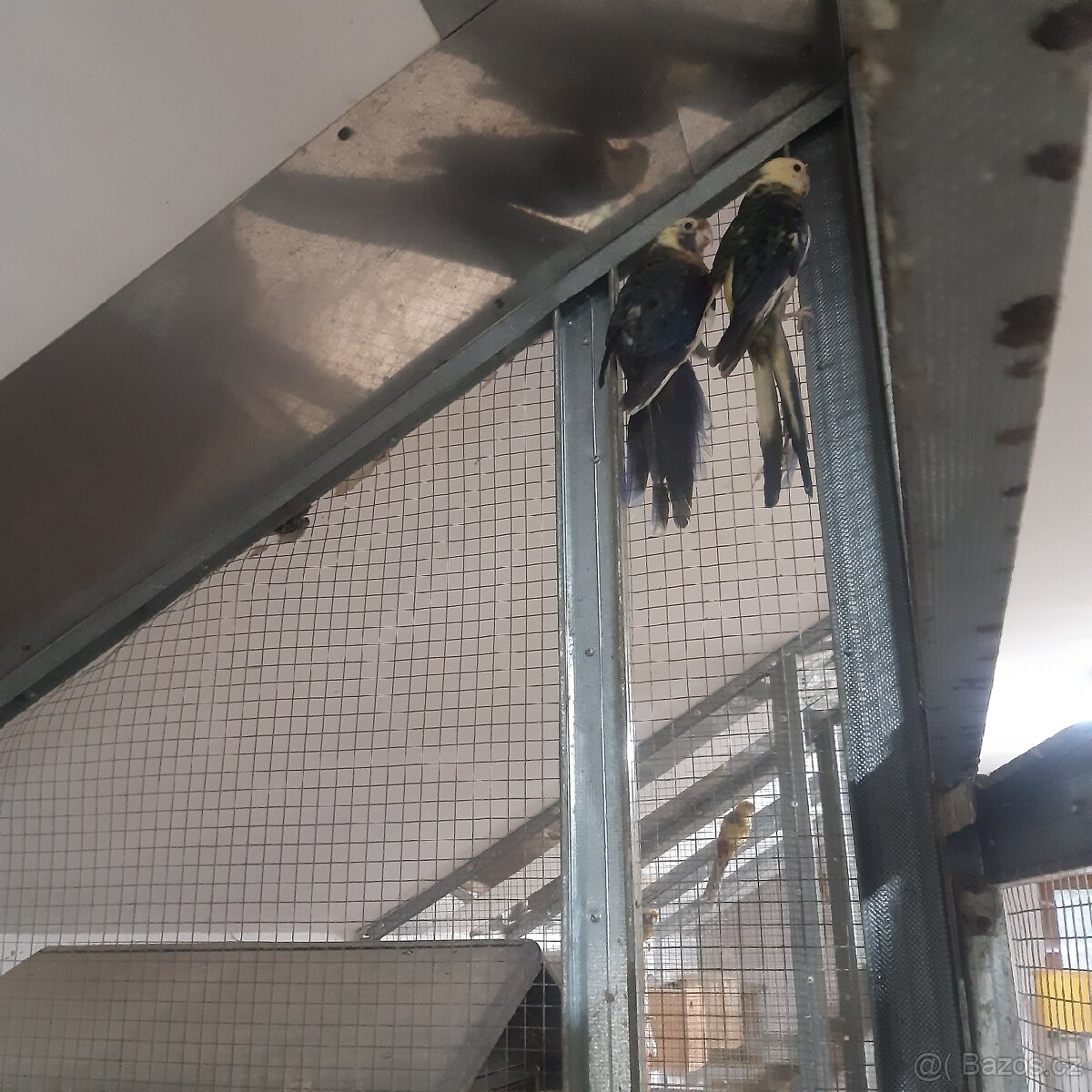 Rosela penant straka - 2