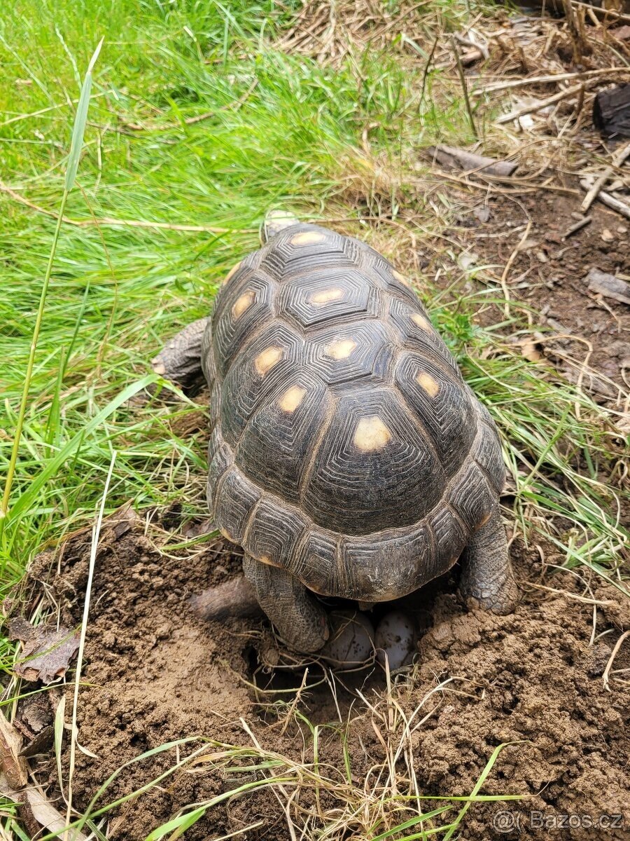 Chovné želvy uhlířské - 2