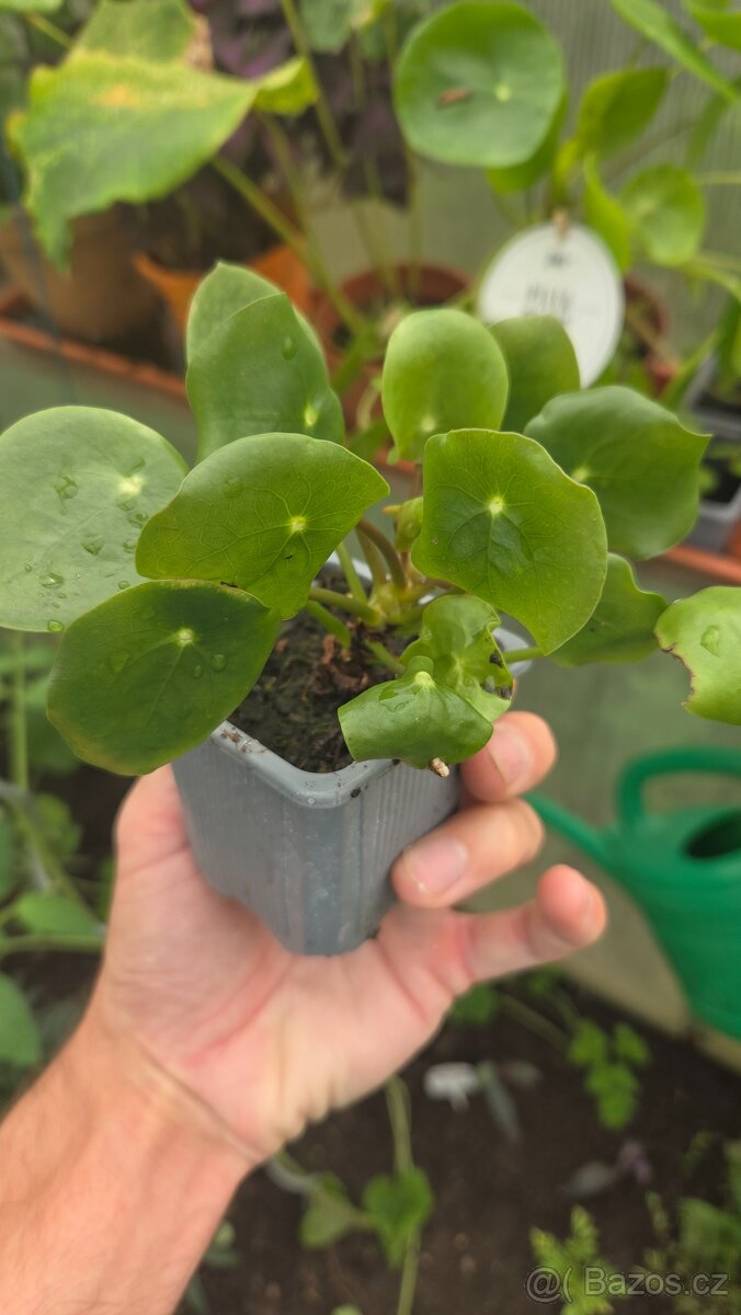 Pilea peperomioides - 2