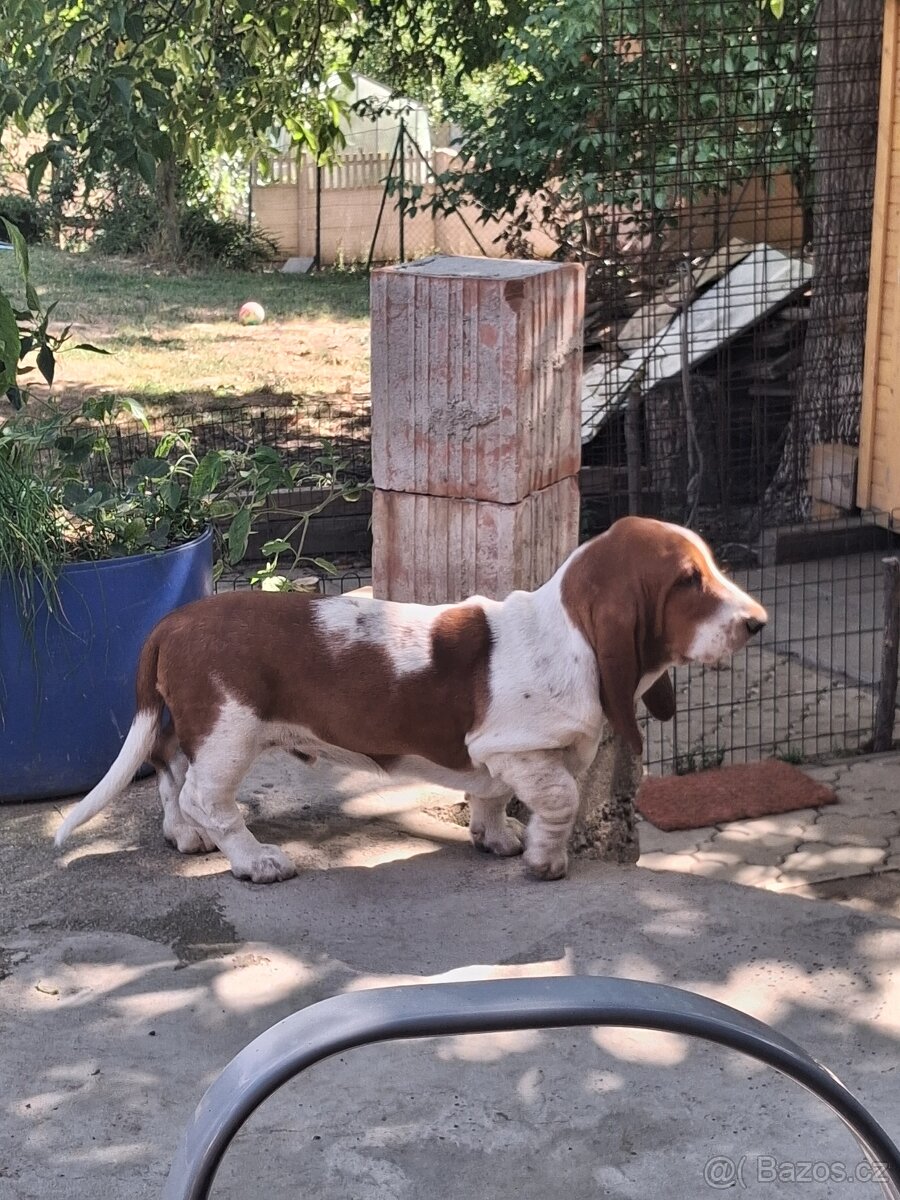 Štěňata Basset Hound s PP - 2