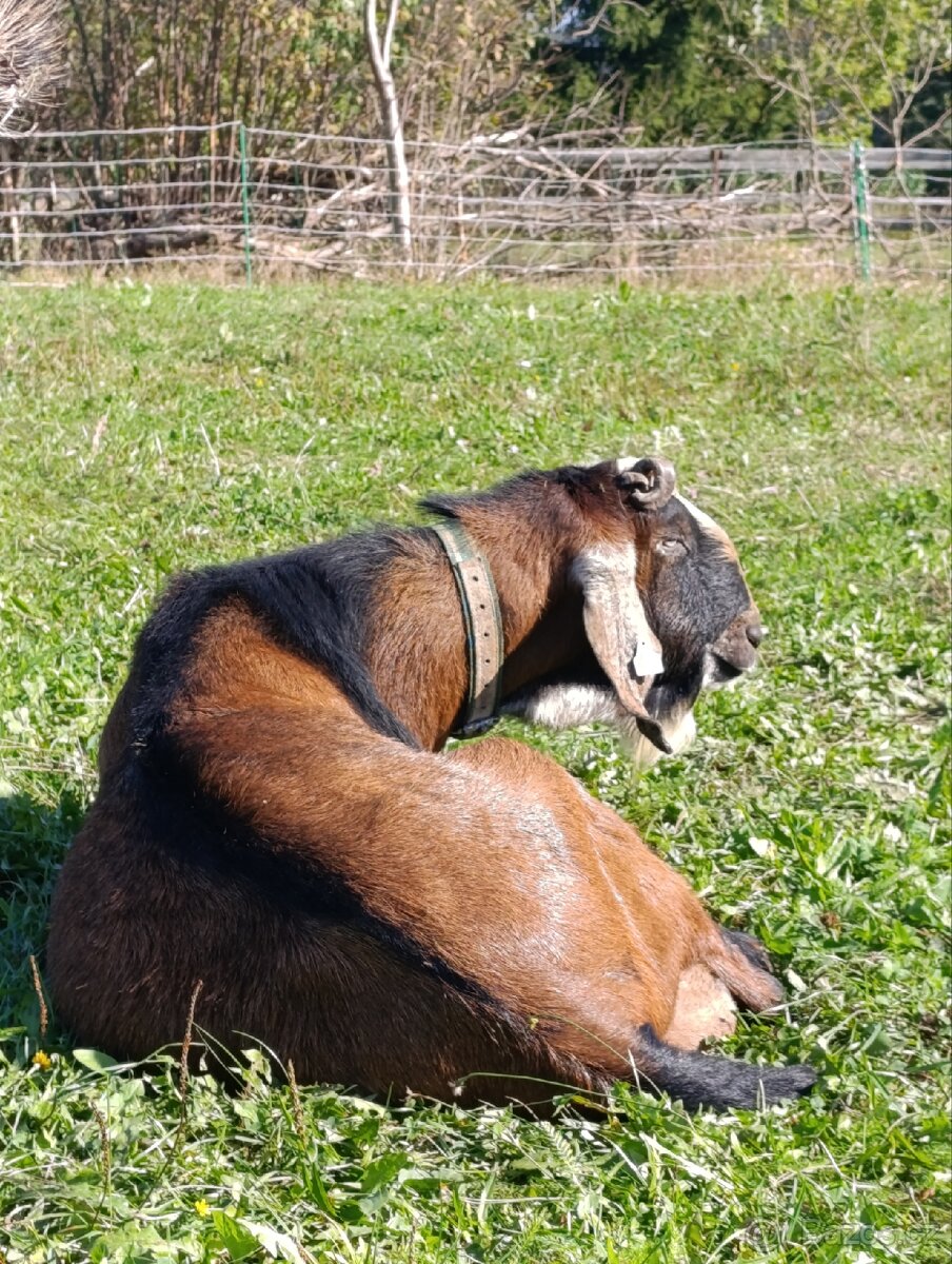 Připouštění - plemenný AN kozel - 2