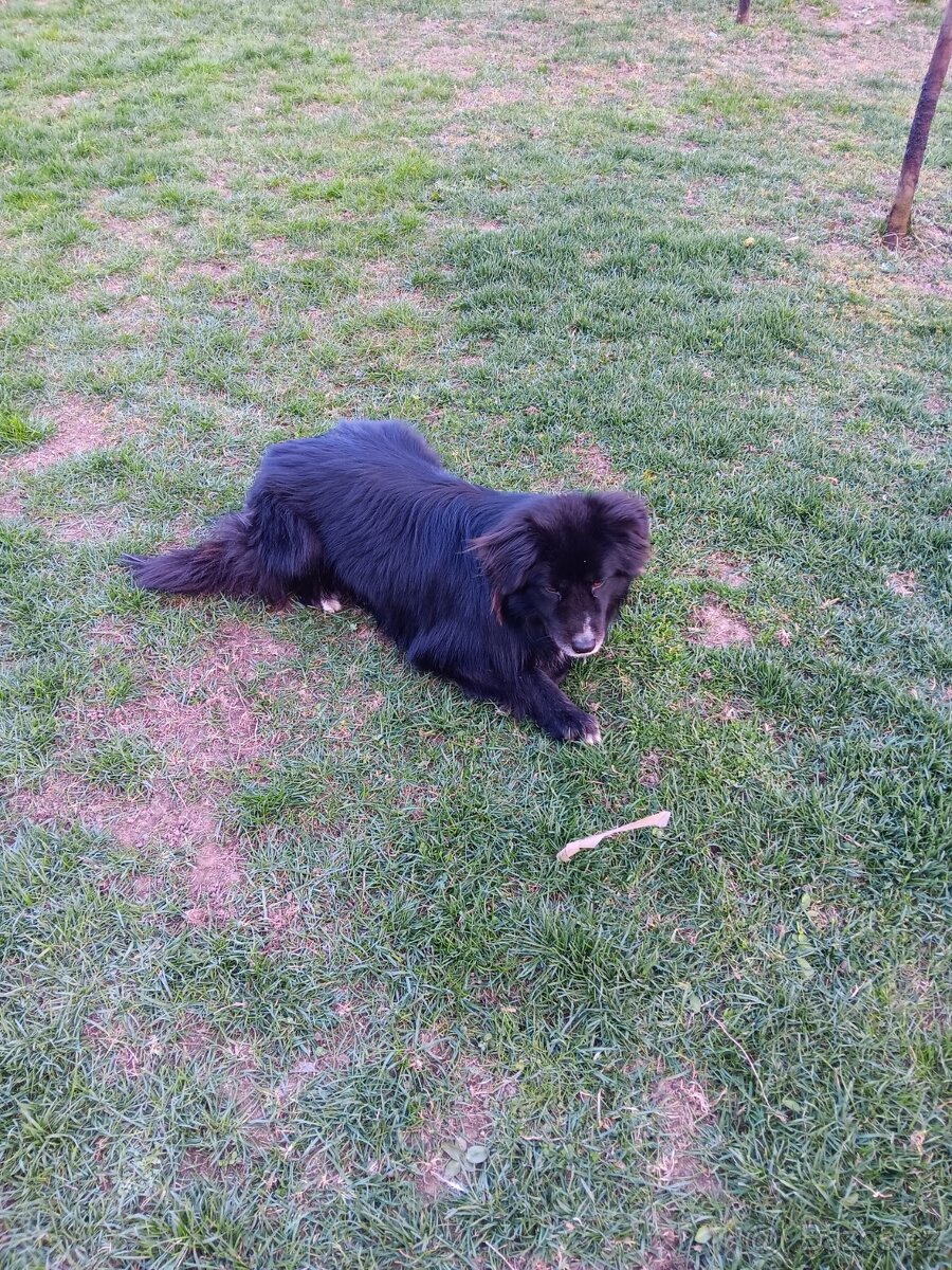 Daruji křížence border kolie - 2