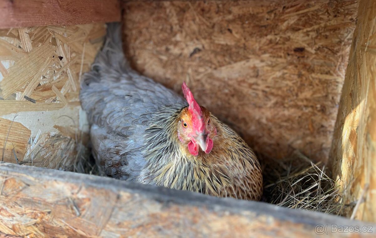 Domácí vajíčka - 2