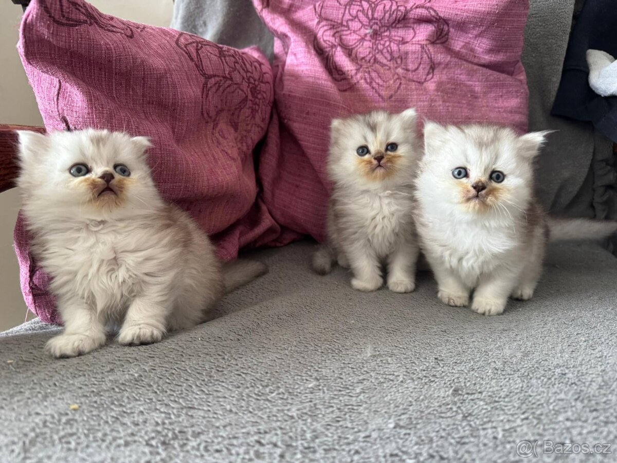 Britská koťátka - 2