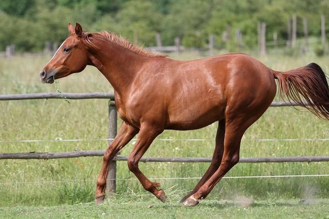 Appalossa klisna - 2