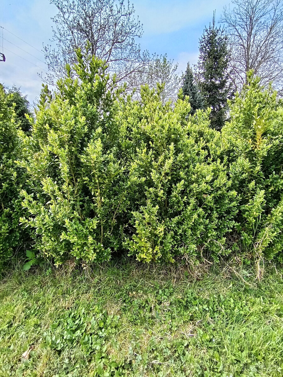 Zimostráz obecný (buxus, krušpánek). - 2