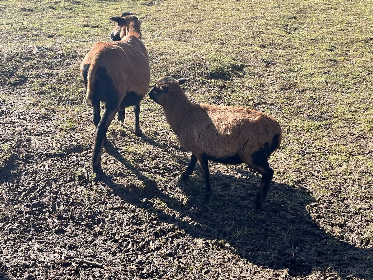 Ovce kamerunská - 2