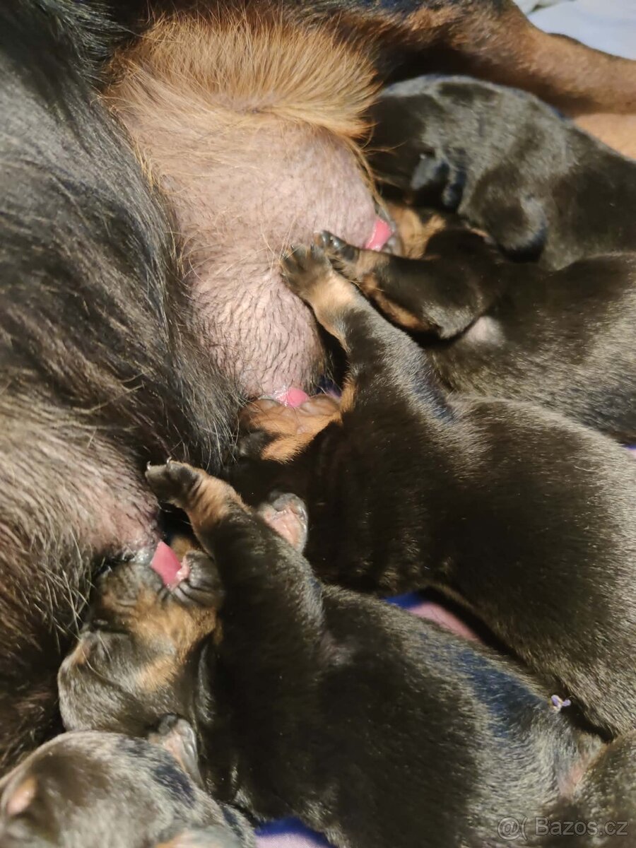 ŠTĚŇÁTA ROTTWEILER /ROTVAJLER - 2