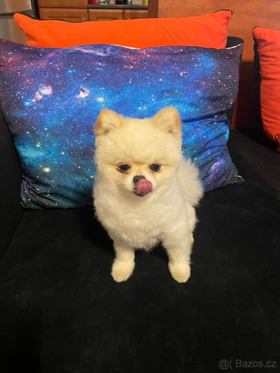 Pomeranian ke krytí bez pp - 2