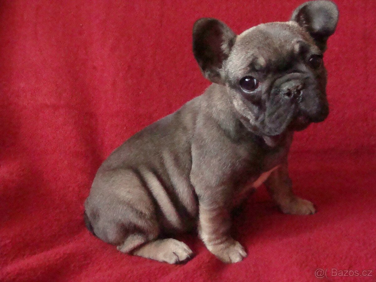 francouzský buldoček - 2