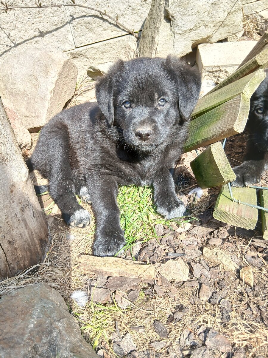 Štěňátka kříženců - 2