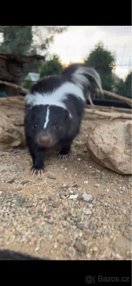 Prodám skunka - 2