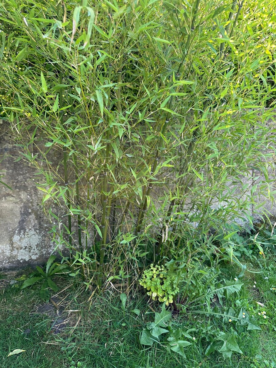 Zahradní bambus - 2