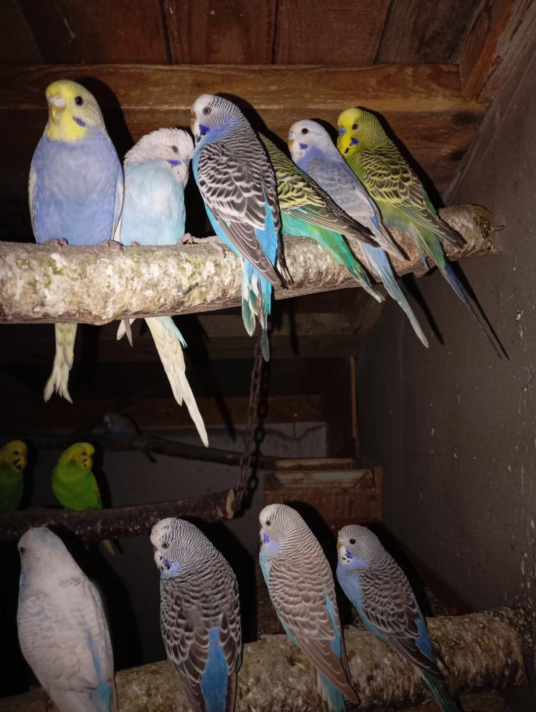 Andulka vlnkovaná - 2