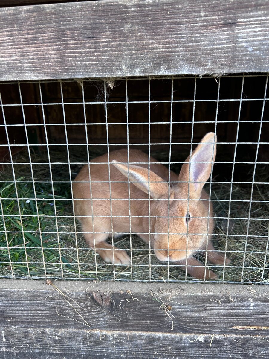 Samička králíka - 2