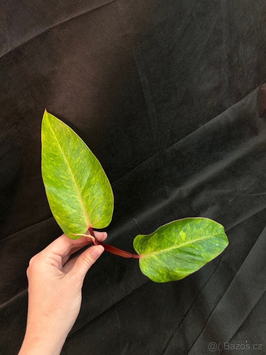 Philadendron Painted Lady - 2