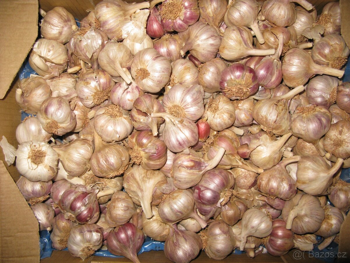 Sadbový česnek - modrý paličák - 2