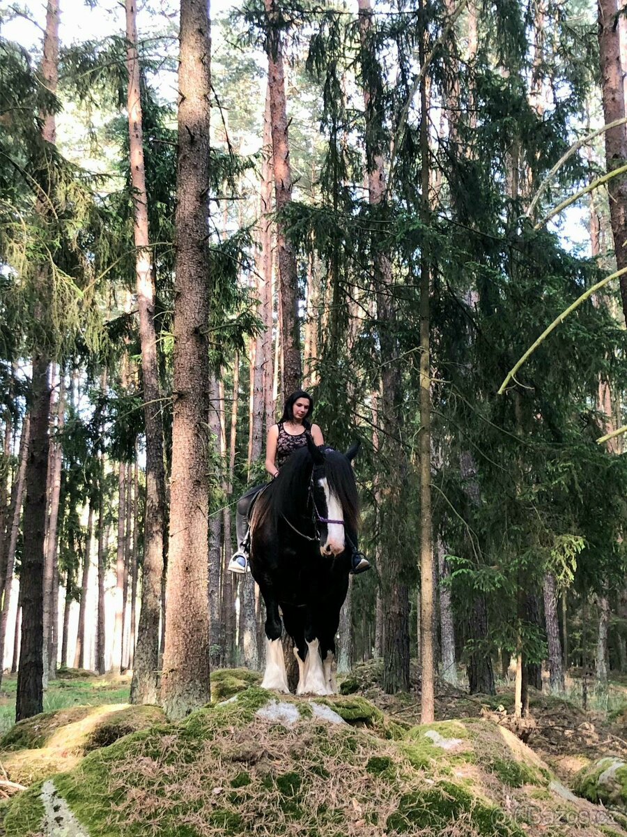 Shire horse - 2