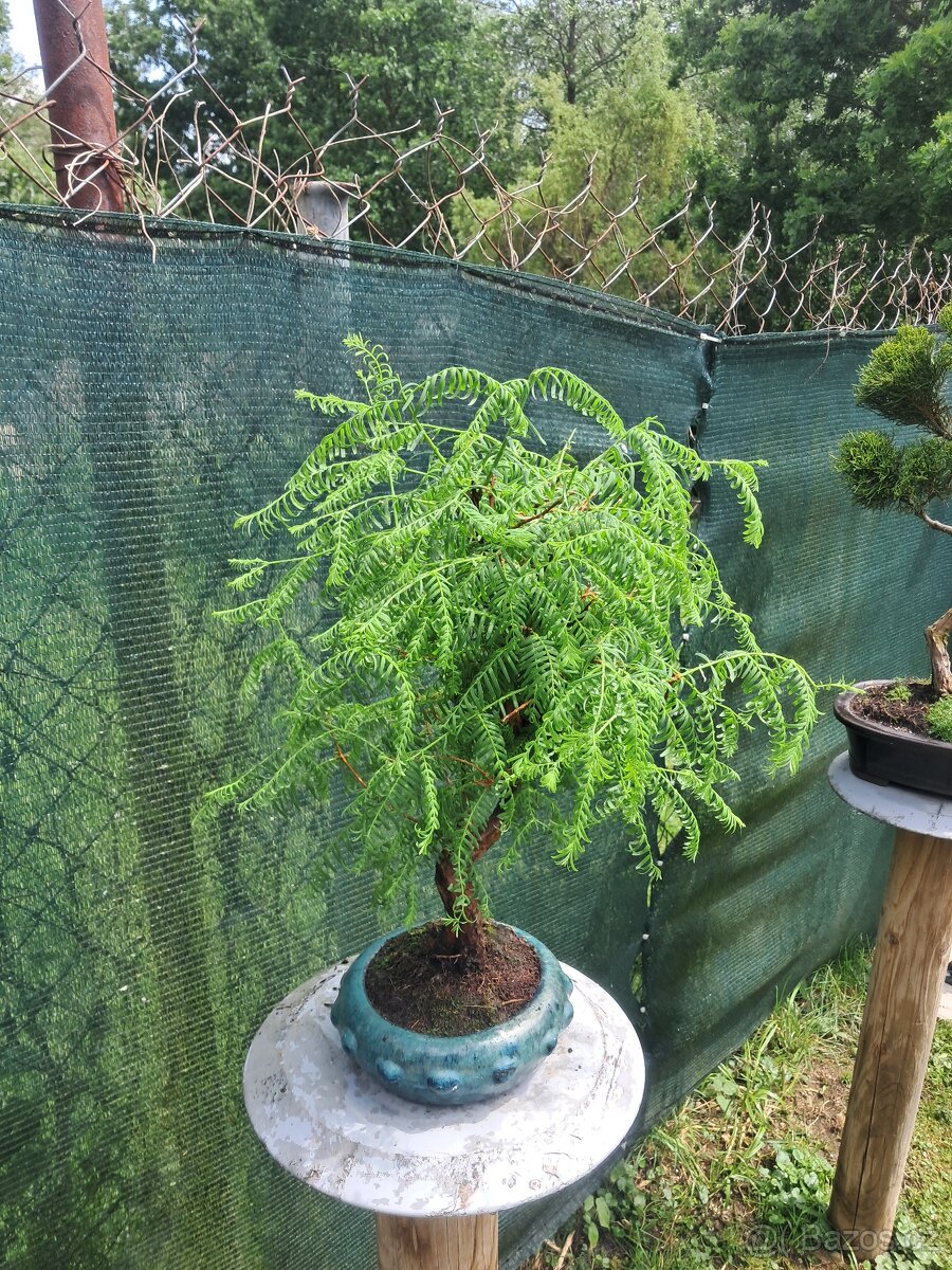 Bonsai,bonsaj Metasekvoj - 2