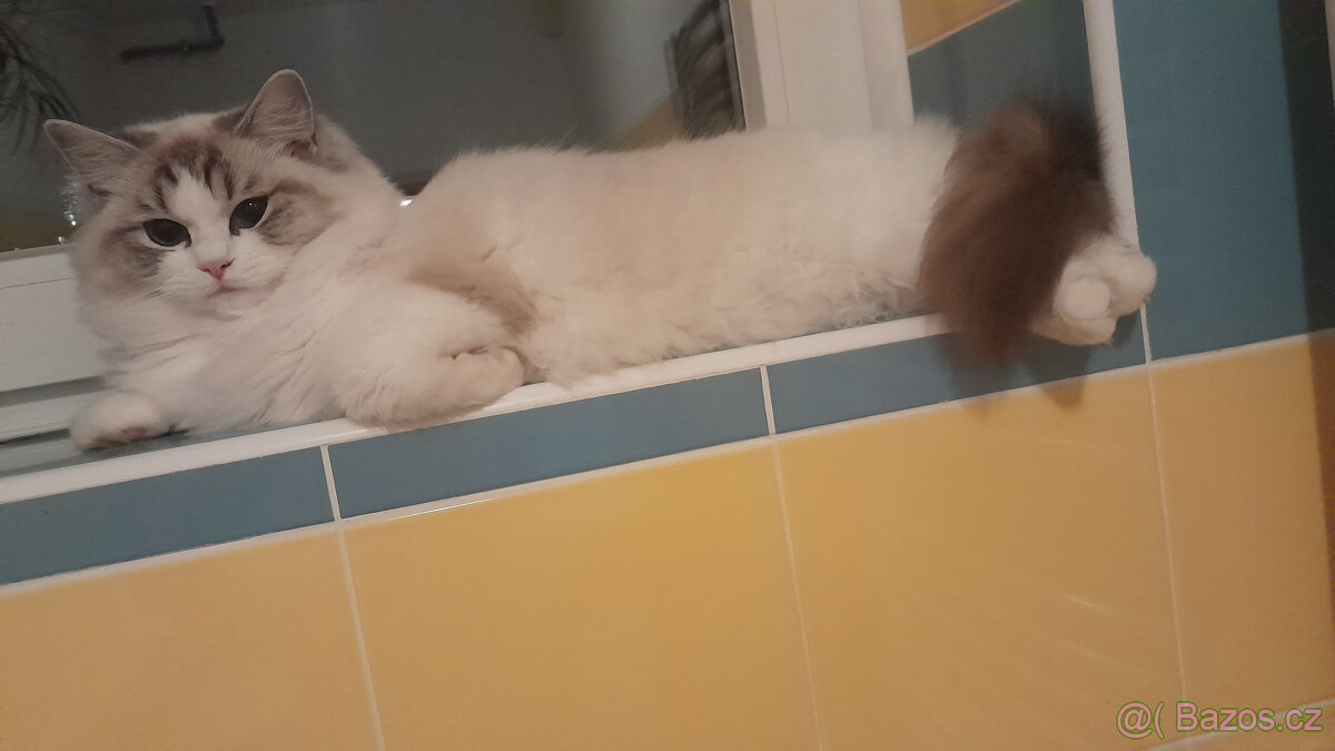 Ragdoll s pp i s testy - 2