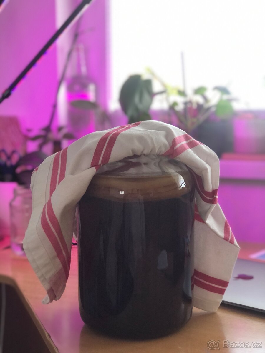 Kombucha - čajová houba - 2