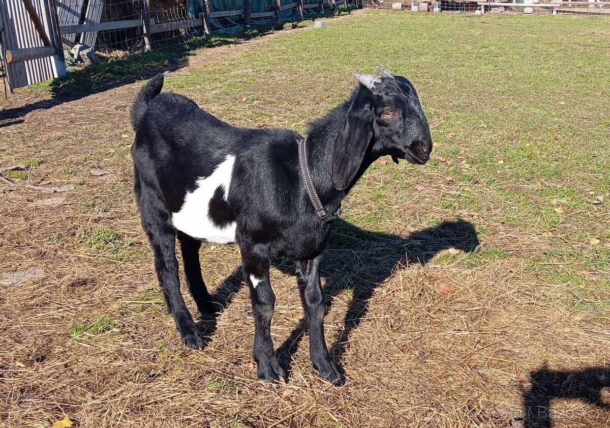 Prodám kozlíky anglonubijské kozy - 2