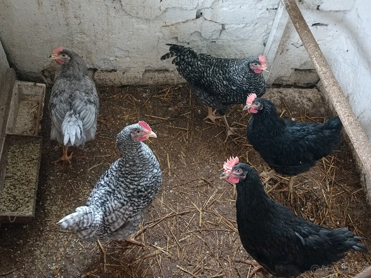 Domácí kohouti z volného chovu stáři 18 týdnu - 2