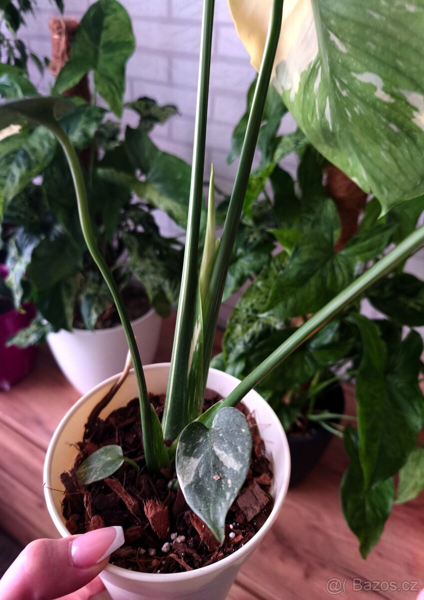 Monstera Thai Constellation - 2