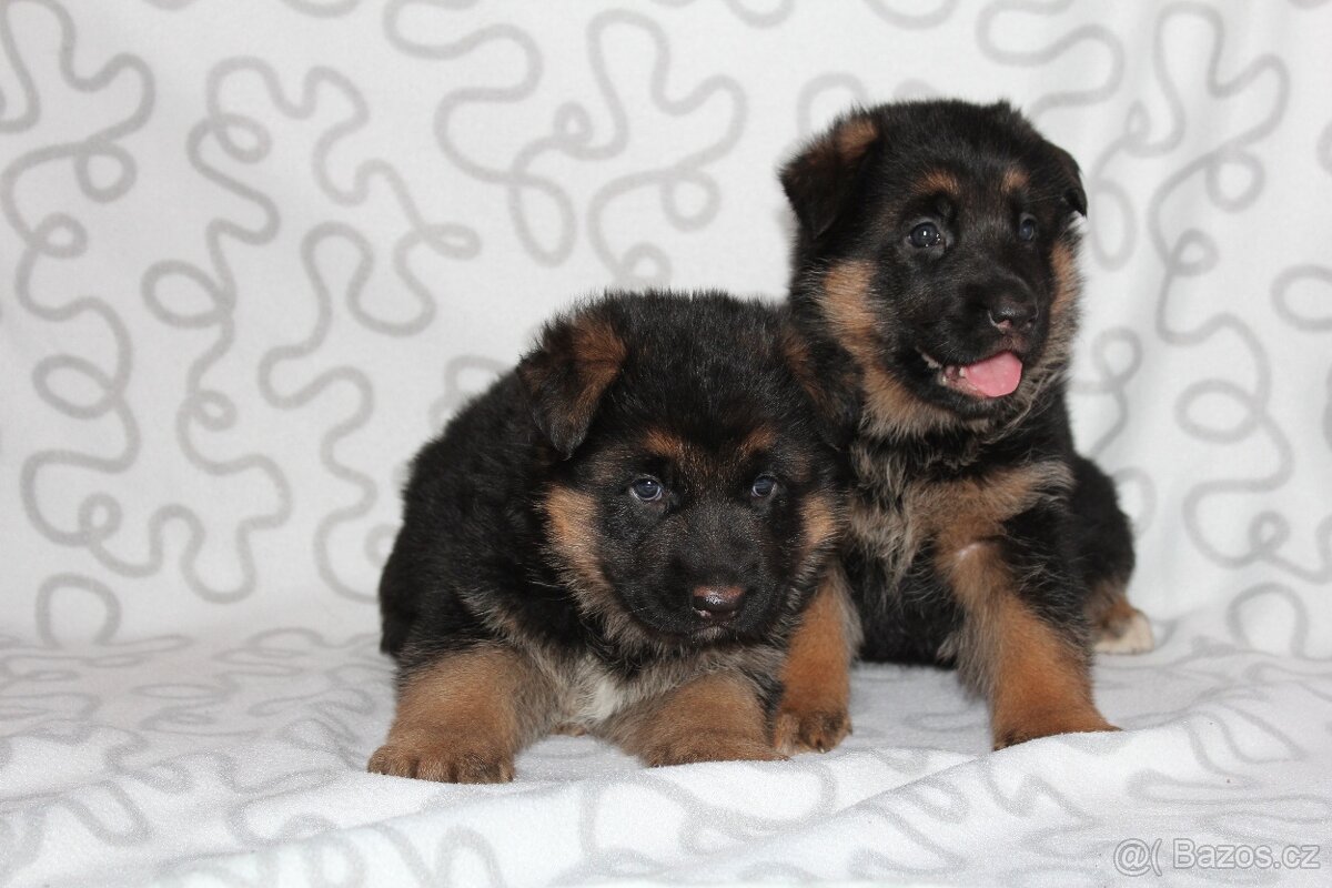 Německý ovčák štěňata - 2