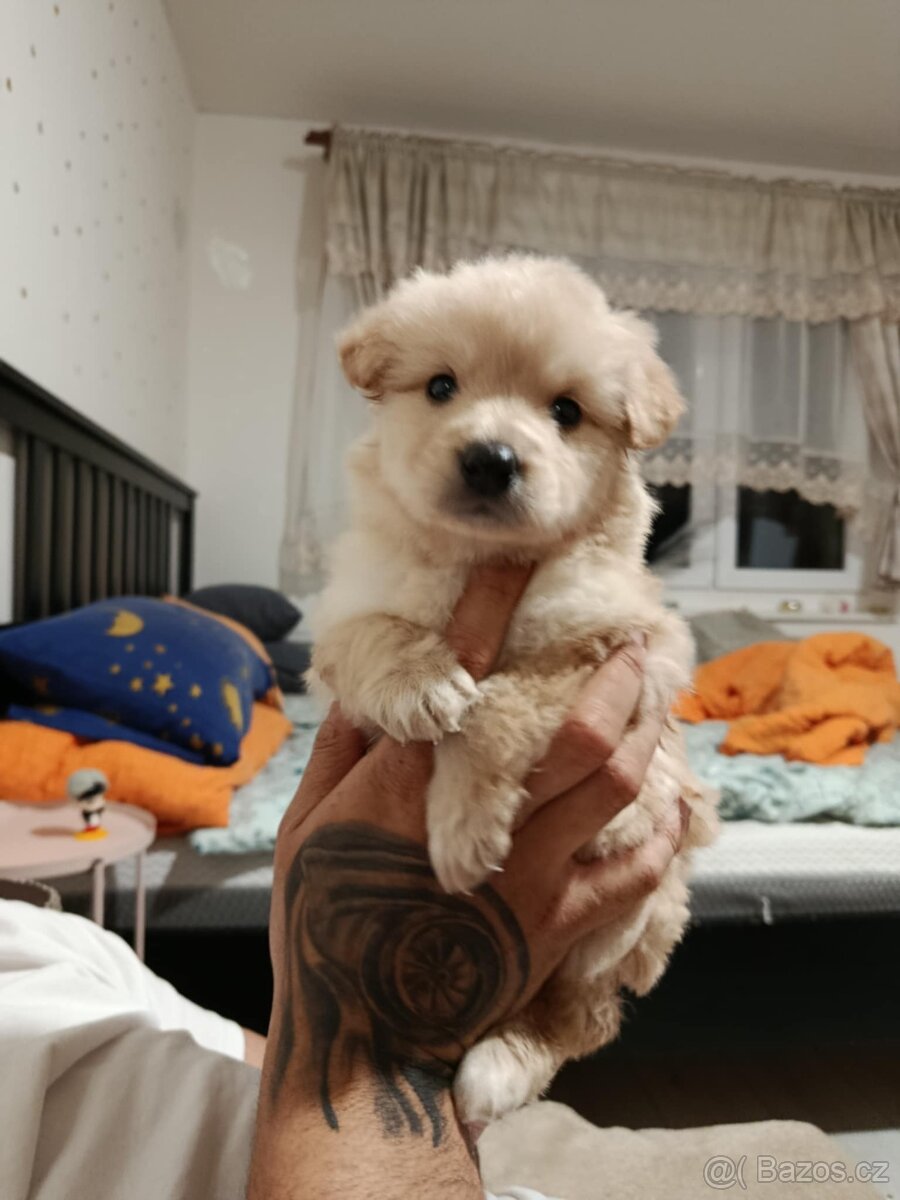 Zlatý retrívr Fenka - 2