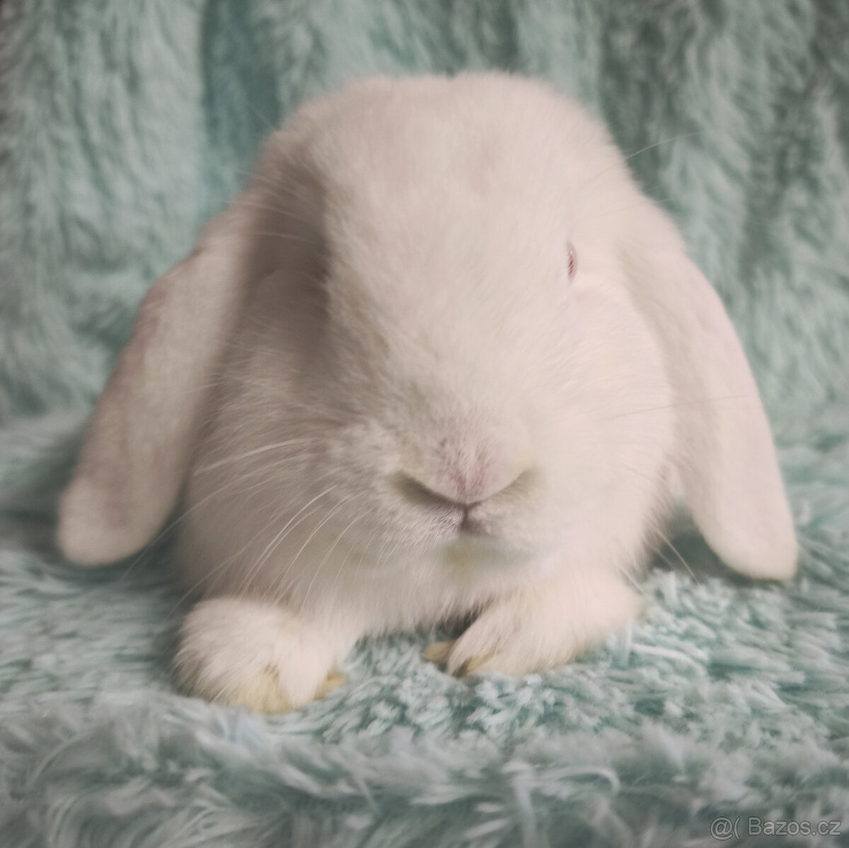 Zakrslý beránek 🍀 O2 🍀 - 2