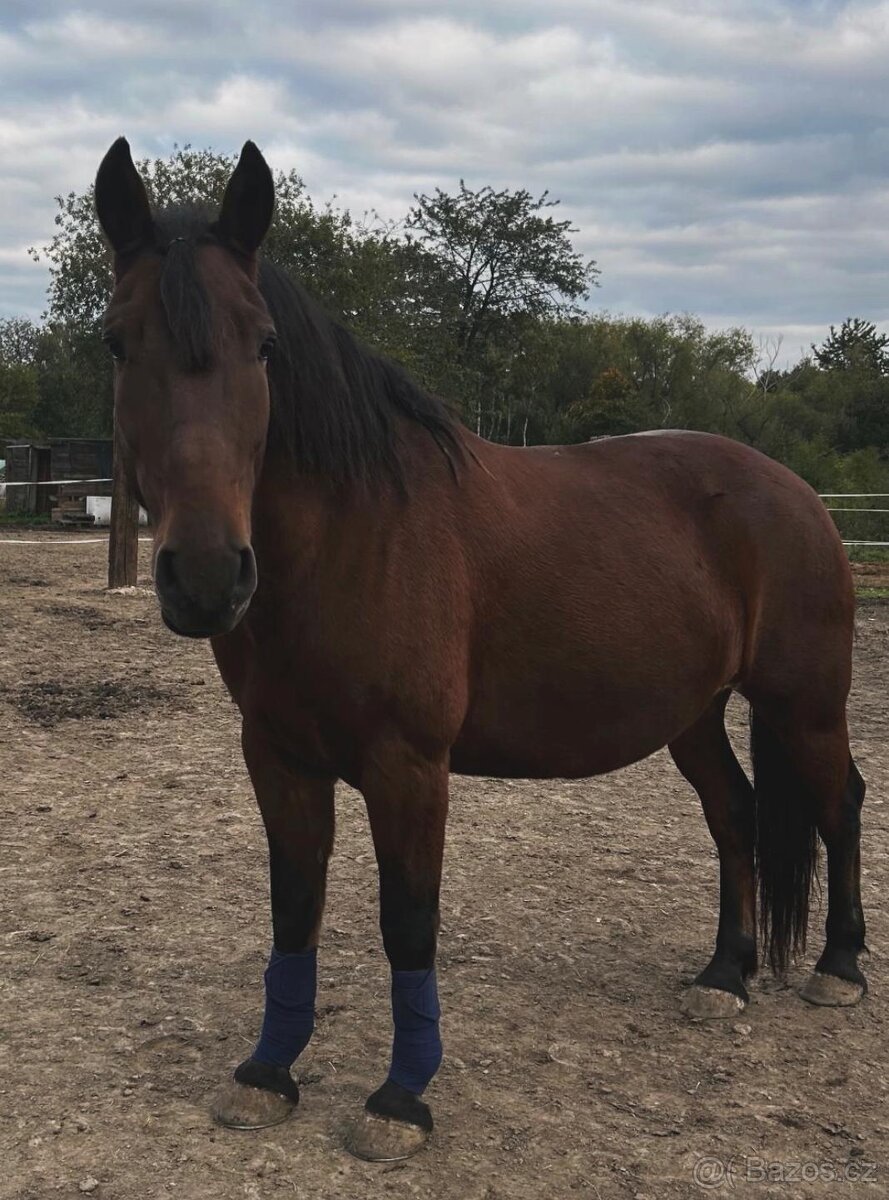 Valach na prodej - 2