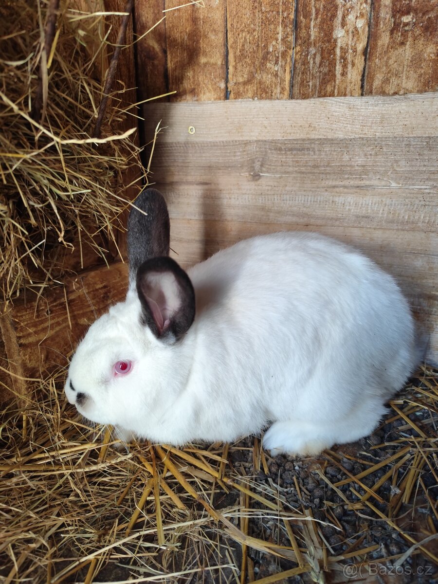 Králíci samci - 2