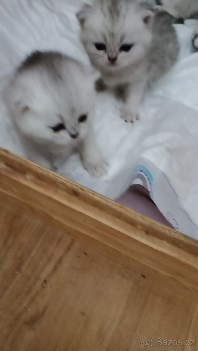 Britská koťátka s PP - 2