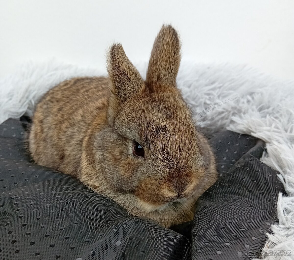 Zakrslý králíček H3 - 2