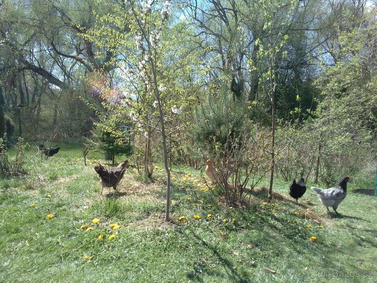 Domácí vajíčka - 2