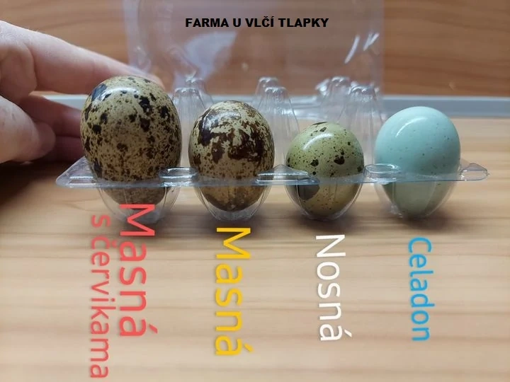 Krepelci vajicka - 2