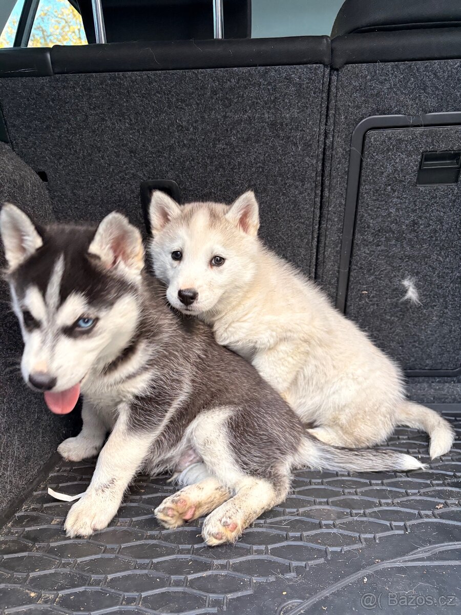 Sibiřský husky - 2