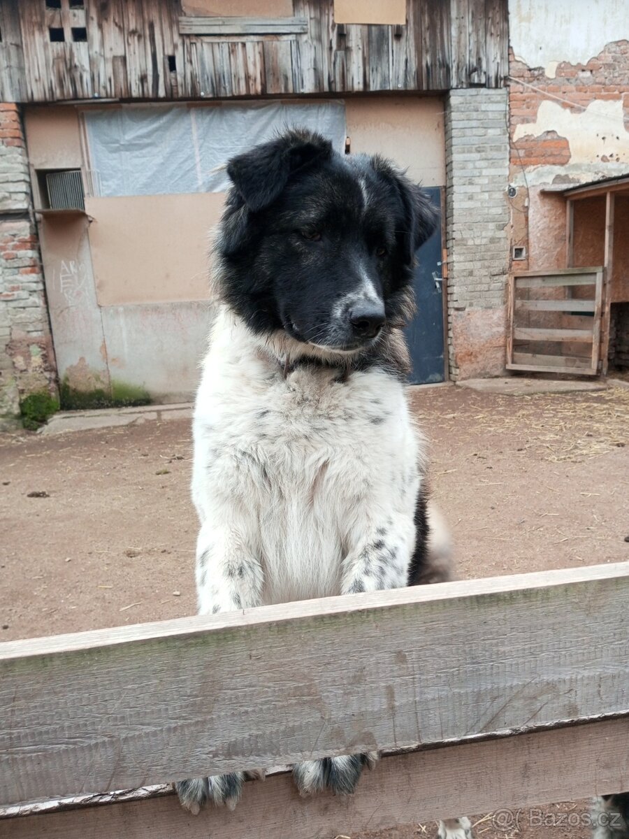 Kavkazský pastevecký pes kříženec - 2