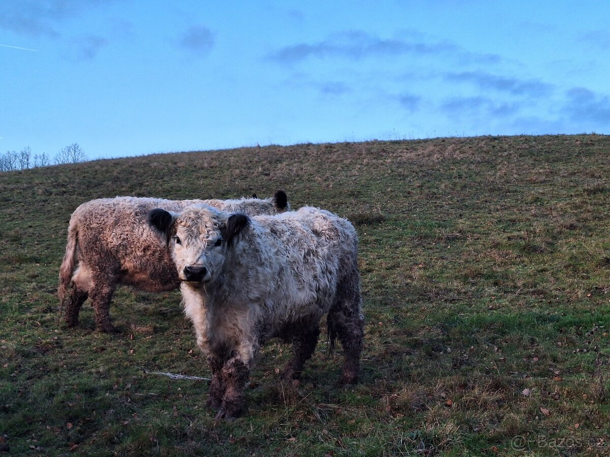 Vysokobřezí Kráva Galloway - 2
