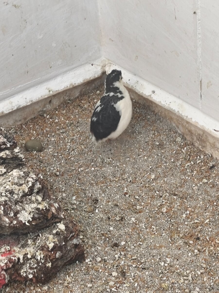 Křepelka čínská - 2