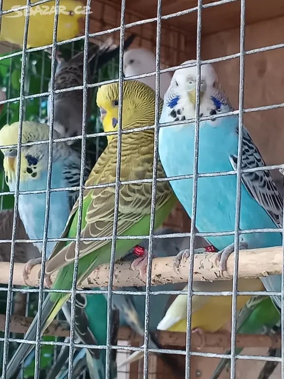 Letošní andulky - okroužkované - 2