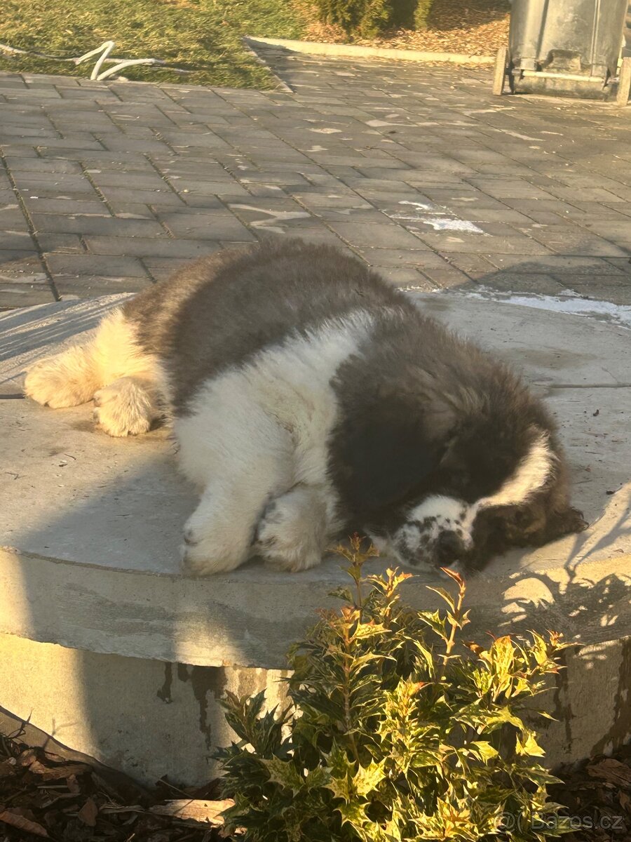 Moskevský strážní pes - 2