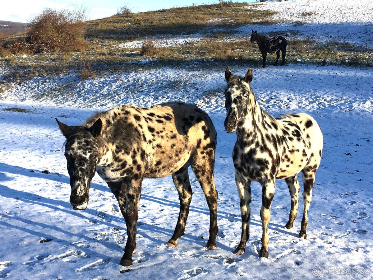 Appaloosa - 2
