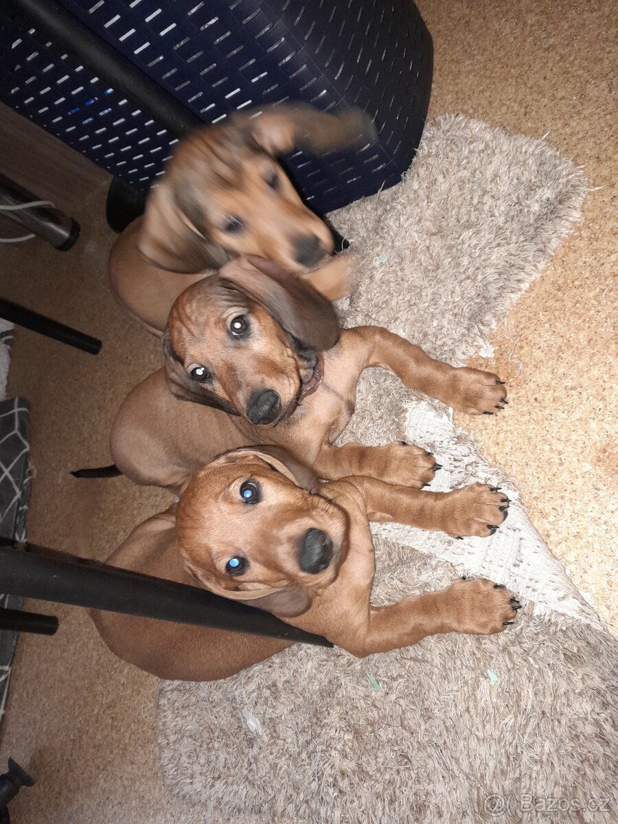 Jezevčík hladkosrstý standart - 2