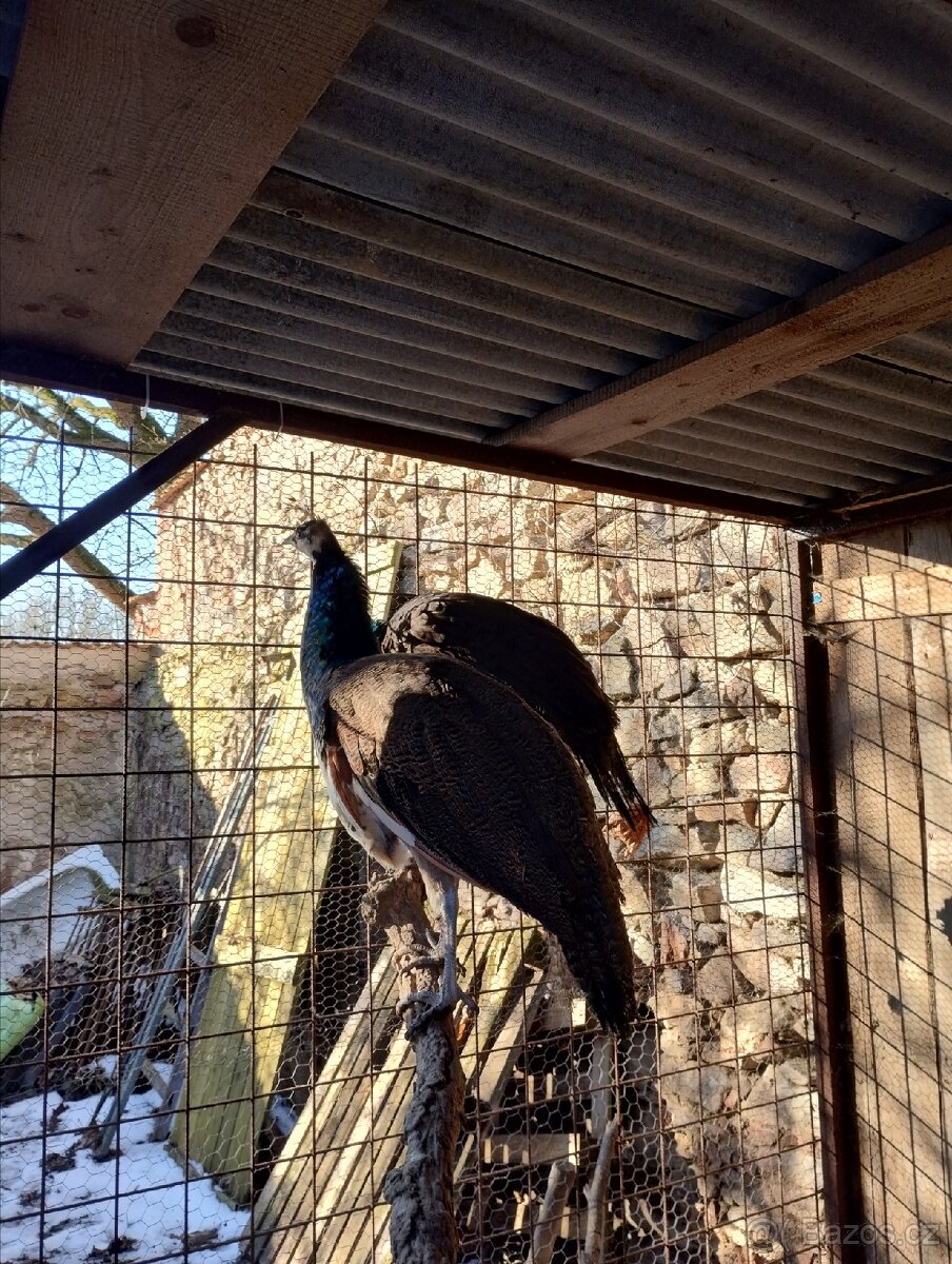 Prodám loňská pávata - 2