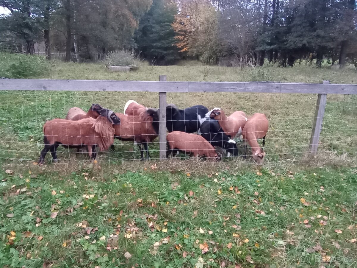 Kamerunské ovce - 2