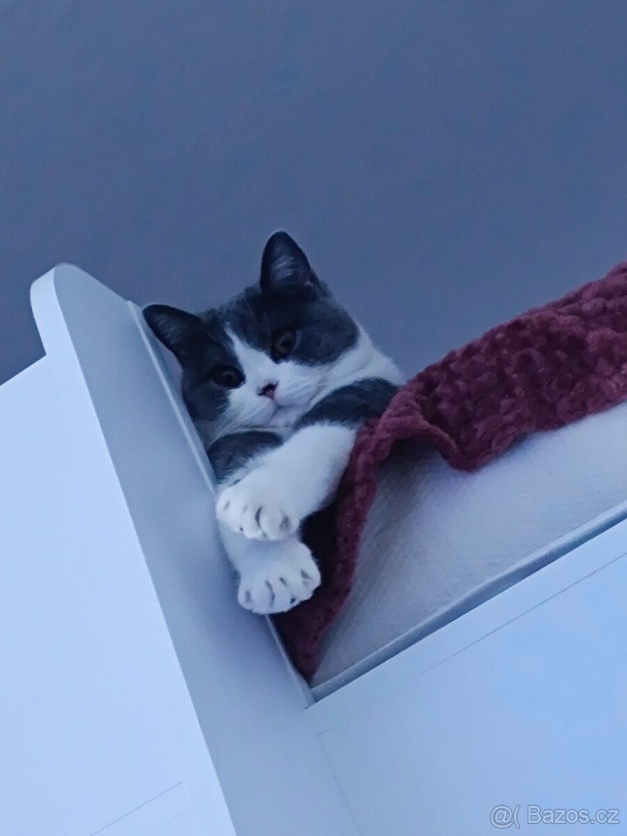 Britská Bicolor kočka - 2