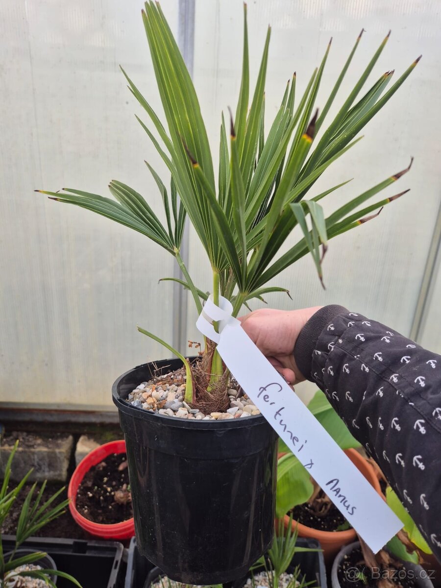 Hybridní palmy Trachycarpus - 2