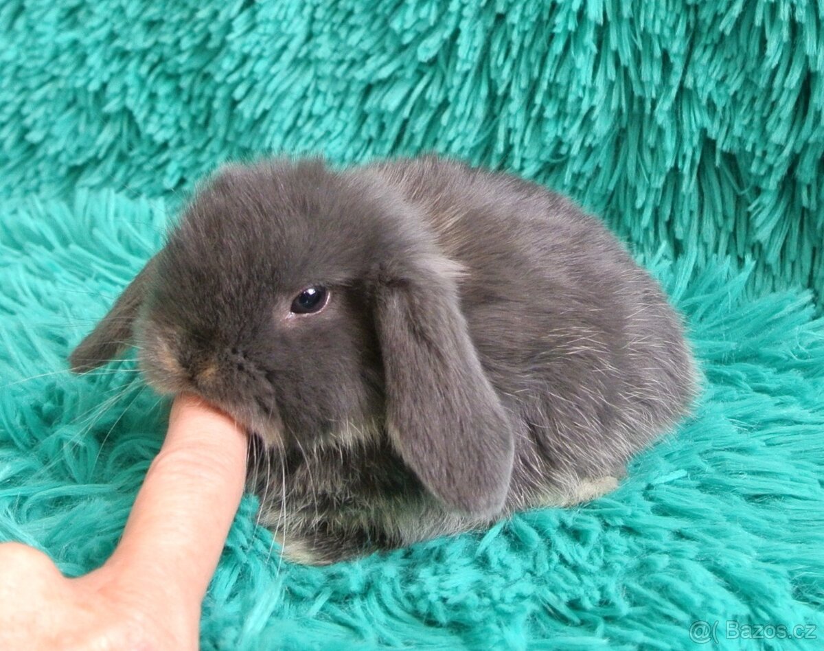 minilop - beránci - 2